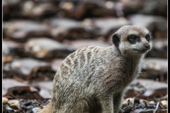 2019-09-02_folklorum-023