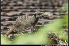 2019-09-02_folklorum-025