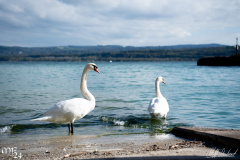 Impressionen-Morgarten-Fest-0510-2024-StS-07185