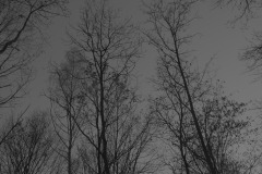 IMG_4581